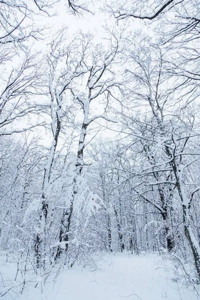 Зимний Лес Дорога Лесу Снегу Лицензионные Стоковые Изображения