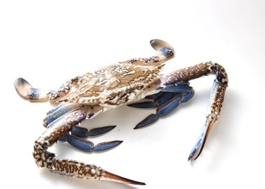 Beyaz arka plan üzerinde izole mavi yengeç. Taze deniz ürünleri. Tırtıklı Çamur yengeç