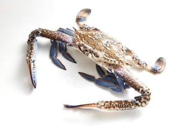 Beyaz arka plan üzerinde izole mavi yengeç. Taze deniz ürünleri. Tırtıklı Çamur yengeç