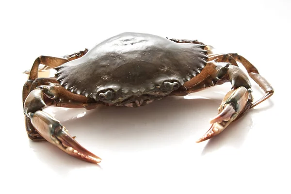 Krabbe Auf Weißem Hintergrund Frische Meeresfrüchte Gezackter Schlammkrebs — Stockfoto
