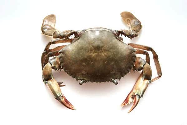 Crab on white background. Fresh seafood. Serrated mud crab.