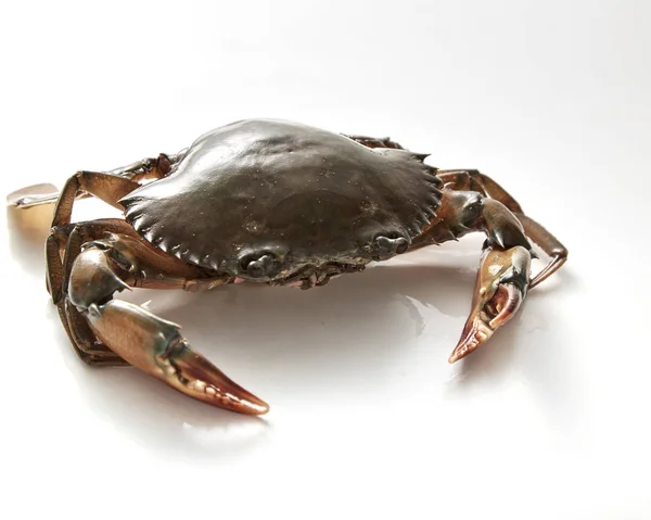 白色背景的螃蟹 新鲜海鲜 锯齿泥蟹 — 图库照片