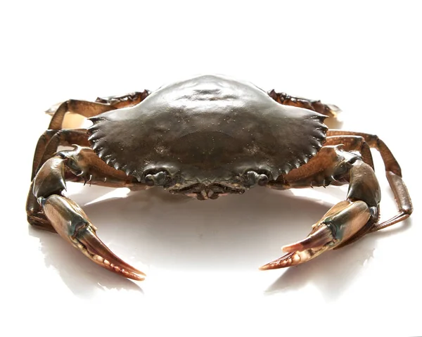 Crab on white background. Fresh seafood. Serrated mud crab.