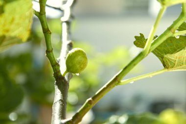 yeşil meyve incir ağacı üzerinde var tatlı damlacık Bahçe, sabah güneşi