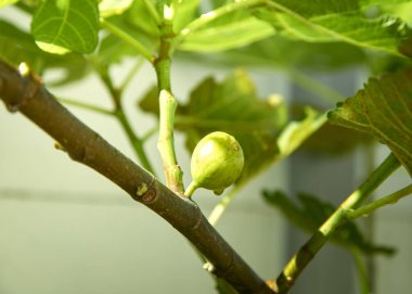 yeşil meyve incir ağacı üzerinde var tatlı damlacık Bahçe, sabah güneşi