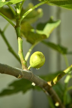 yeşil meyve incir ağacı üzerinde var tatlı damlacık Bahçe, sabah güneşi