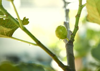 yeşil meyve incir ağacı üzerinde var tatlı damlacık Bahçe, sabah güneşi