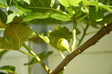 yeşil meyve incir ağacı üzerinde var tatlı damlacık Bahçe, sabah güneşi