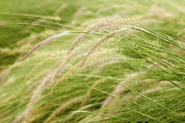 Bulanık arka plan, misyon çimen, tüy pennisetu çiçekli çim