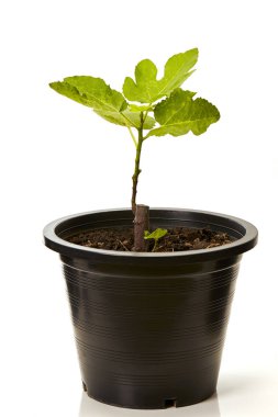 İncir ağacı izole beyaz arka plan üzerinde siyah plastik kapta