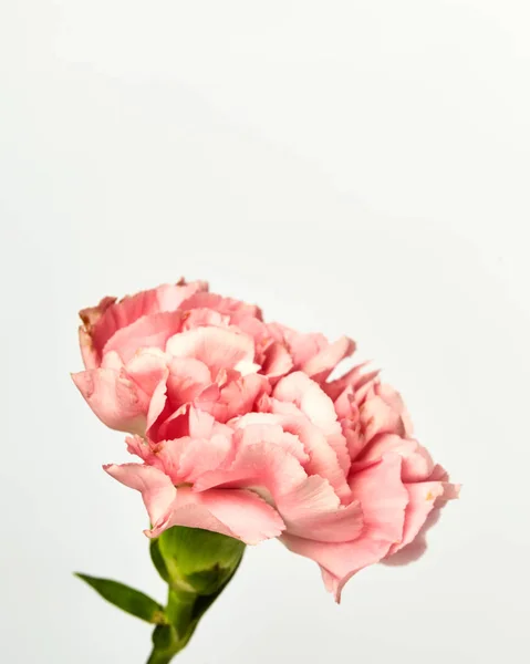 Garofano Rosa Fiore Isolato Sfondo Bianco — Foto Stock