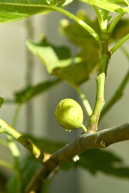 yeşil meyve incir ağacı üzerinde var tatlı damlacık Bahçe, sabah güneşi