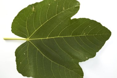 Weihai incir, incir yaprağı üzerinde beyaz bir arka plan izole