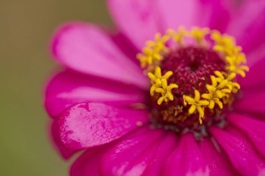 Pembe zinnia violacea bulanıklık zemin üzerine kapatın. gün öğlen ışık.