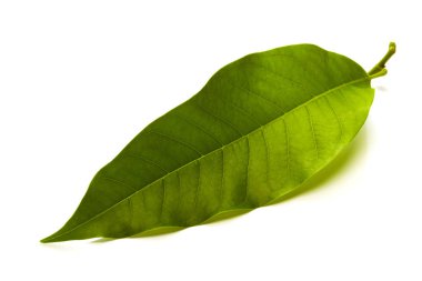 Beyaz arka plan üzerinde izole Champaka yaprak tropikal