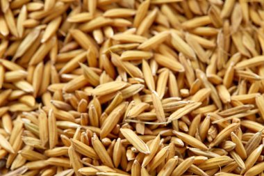 çiftlik, sarı jasmin olgun pirinç tahıl pirinç 