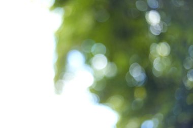 Bulanık sabah güneş ışıkları parlak yeşil, bahar Bokeh, yaz arka plan