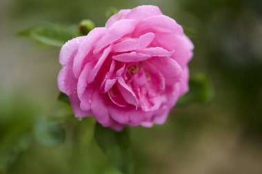 Pembe güller sabah bahçesinde bulanık arka planda. Öğlen güneşinde.