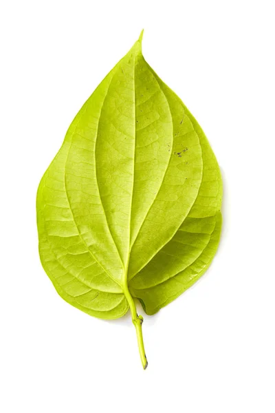 Betel Leaf Tropical Leaves White Background — Stock Photo, Image