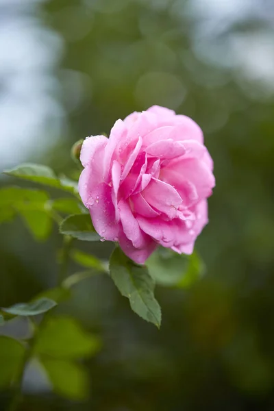 Pink roses in the morning light garden on blur background. on day noon light.