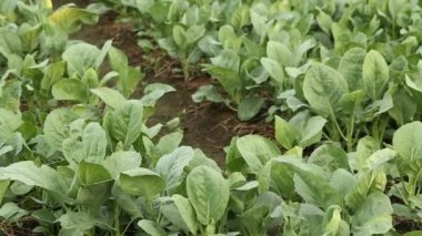 Çince lahana Sebze Bahçe