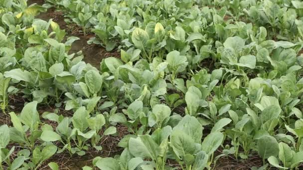 Chinese Kale vegetable In the garden — Stock Footage Chinese Kale Vegetable Garden Royalty Free Stock Footage