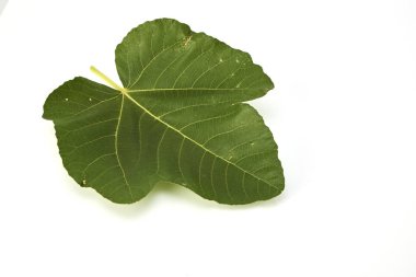 Weihai incir, incir yaprağı üzerinde beyaz bir arka plan izole