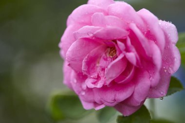 Pembe güller sabah bahçesinde bulanık arka planda. Öğlen güneşinde.