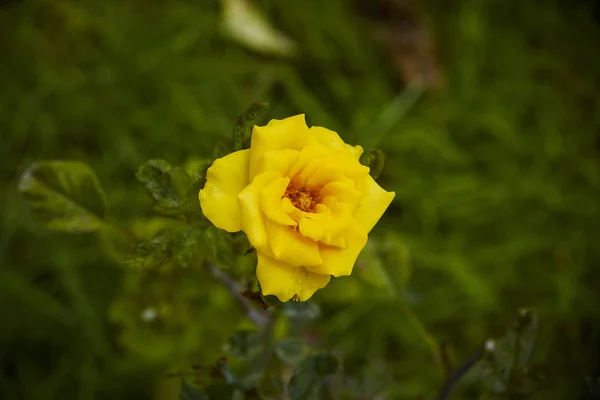 Fresh rose plant with one bright yellow flower in green garden background