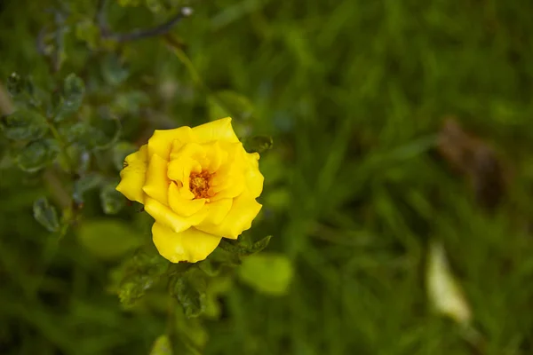 Fresh rose plant with one bright yellow flower in green garden background