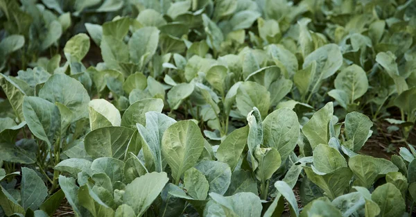 Çince lahana veya Çin lahanası ekili sebze arsa, organik sağlıklı gıda, kavramı geleneksel tarım tarım
