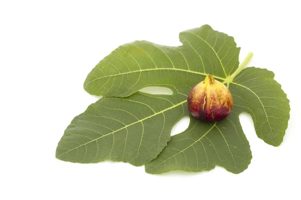 Figs with leaves on the white background. Martineca Rimada Fig