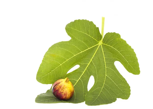 Figs Leaves White Background Martineca Rimada Fig — Stock Photo, Image