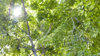 Bulanık sabah güneş ışıkları parlak yeşil, bahar Bokeh, yaz arka plan