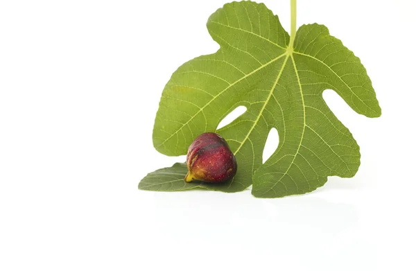 Figs Leaves White Background Martineca Rimada Fig — Stock Photo, Image