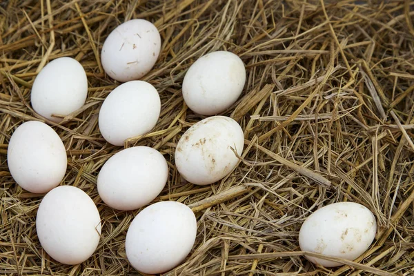 Huevos Pato Gallinero Primer Plano Los Huevos Pato —  Fotos de Stock