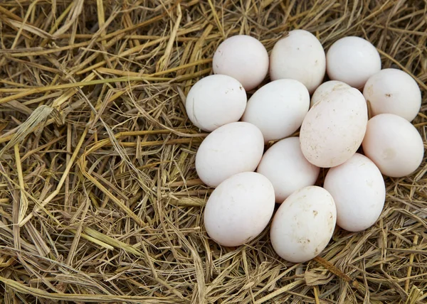 Duck eggs in the henhouse. Closeup of duck eggs.