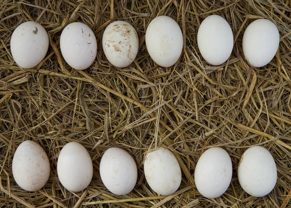 Huevos Pato Gallinero Primer Plano Los Huevos Pato — Foto de Stock