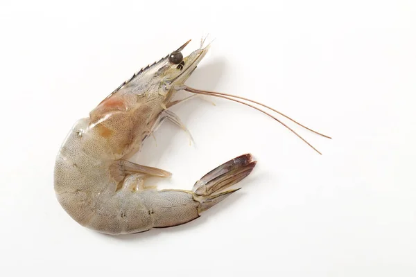 Raw Fresh Tiger Shrimp Isolated White Background Seafood Concept — Stock Photo, Image