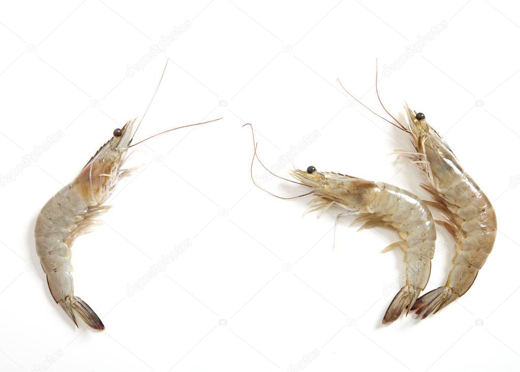 Raw fresh tiger shrimp isolated on white background seafood concept