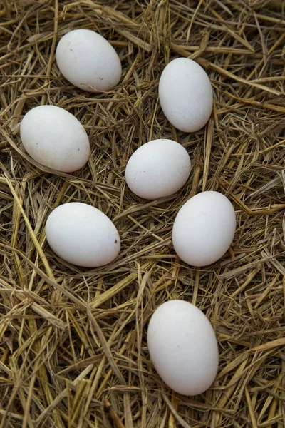 Huevos Pato Gallinero Primer Plano Los Huevos Pato —  Fotos de Stock