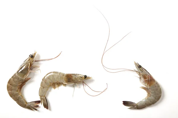 Syrové Čerstvé Tygří Krevety Izolovaných Bílém Pozadí Mořské Plody Koncept — Stock fotografie