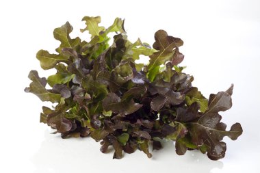 Taze kırmızı meşe yaprak marul salatası, beyaz zemin üzerine taze sebze salatası