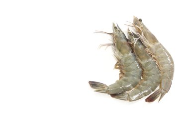 Üç kaplan kaplan karides raw ve taze deniz beyaz arka plan üzerinde küçük bir görüntüsünü Prawns