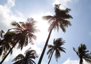 Mavi gökyüzü, yaz güneşli gökyüzü, retro ve vintage sesi ile Hindistan cevizi hurma ağacı