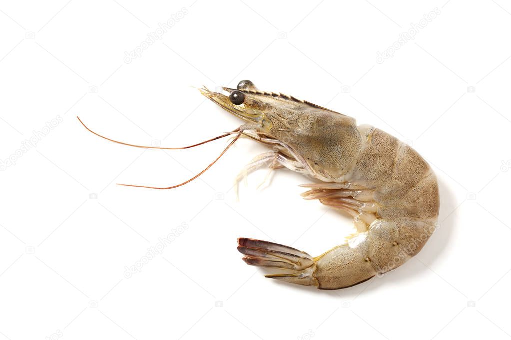 Raw fresh tiger shrimp isolated on white background seafood concept