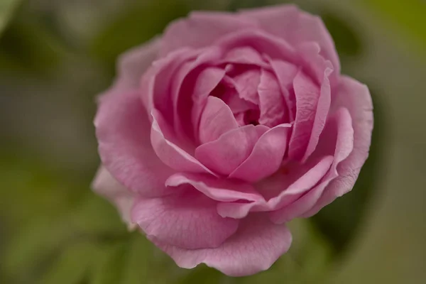 Zbliżenie Różowy Angielski Róża Kwitnący Podwórku Światło Poranka — Zdjęcie stockowe