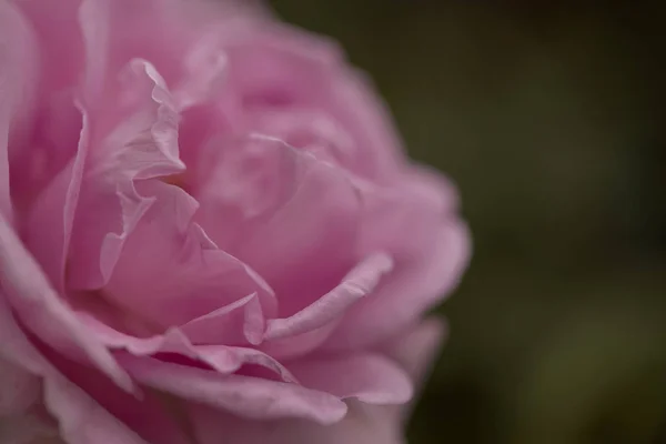 Närbild Rosa Engelska Rose Blommar Bakgården Morgonljuset — Stockfoto