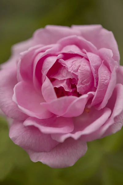 Nahaufnahme Der Rosa Englischen Rose Die Hinterhof Blüht Morgenlicht — Stockfoto