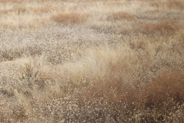 Olgun kuru ağaç poppy başınızın üstüne yaz alan